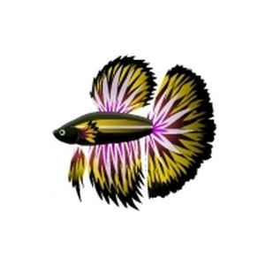 Golden Radiant Betta